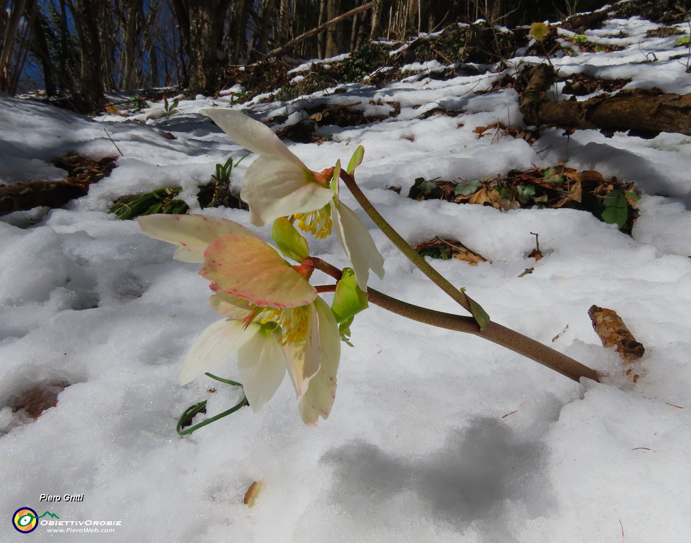 64 Ellebori si rialzano dalla neve.JPG